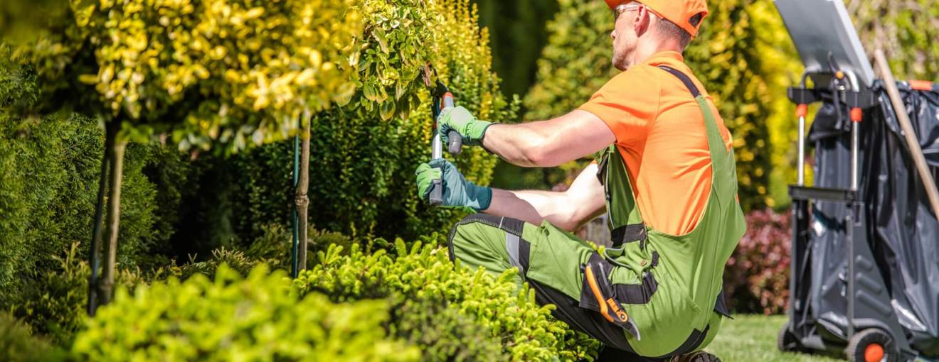 Gardener in protective workwear trimming bushes 